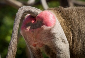 This macro image shows the rear end buttock of a wild Hamadryas Baboon.
