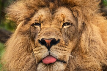 This close up image shows a lazy African male lion relaxing in the sun with it's tongue hanging out...