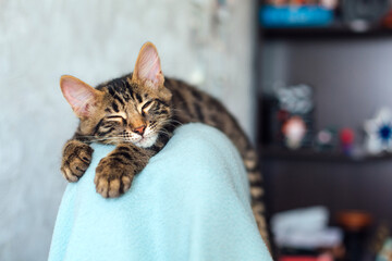 Little charcoal longhair bengal kitty laying on the backrest of an armchair at home