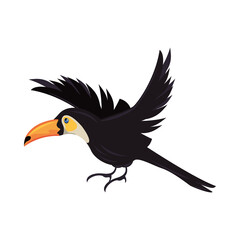 wild toucan bird animal flying