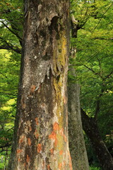 東京都内の自然豊かな公園