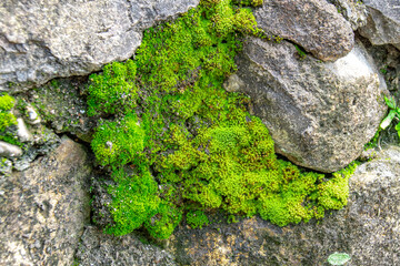 岩に生えている苔　The moss covering on the rock