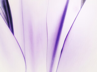 Abstract violet tone with bright lines background.