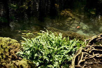 Rainforests with water coming from underground in southern Thailand
