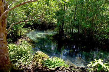 Rainforests with water from underground,Tha Pom, krabi, Thailand