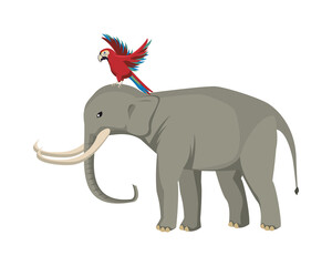 wild elephant and macaw animals nature