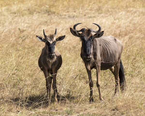 wildebeest mother and calf standing in the long grass
