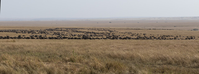Fototapeta na wymiar large wildebeest herd grazing in the savannah