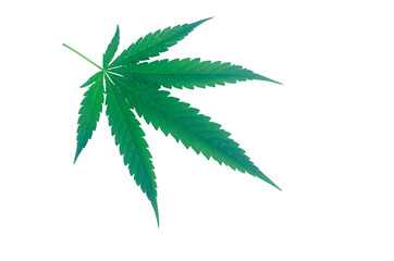 Leaves of fresh green marijuana isolated on white background
