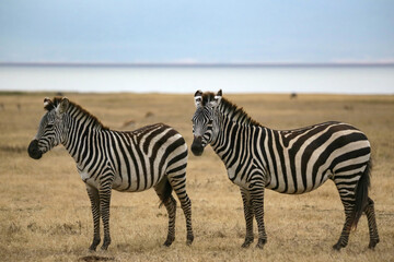 Fototapeta na wymiar zebra pair standing in the grass