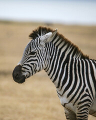 Fototapeta na wymiar zebra close up of head