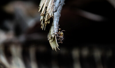 Spider in a branch
