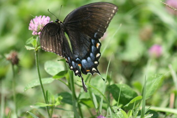 Eastern Black Swallowtail 2020 III