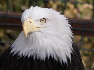 Bald Eagle in Colorado Zoo II