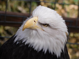 Bald Eagle in Colorado Zoo III