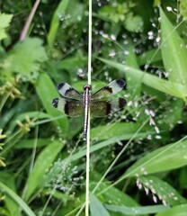 Beautiful black color dragonfly on the grass