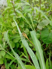 Beautiful yellow color dragonfly closeup photo