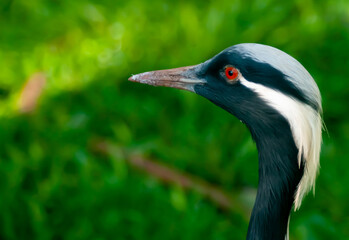 Exotic bird in the jungle resting close-up.
