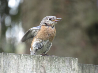 robin on a branch
