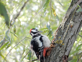 a woodpecker in a red beanie and with a red belly on the trunk of a willow