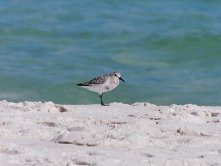 Shorebird on the Beach
