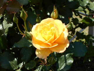 満開の薔薇。
学名は、サハラ98。
