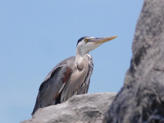 Heron on the Beach in Destin, Florida III