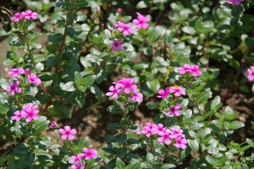 夏に咲くピンクの花