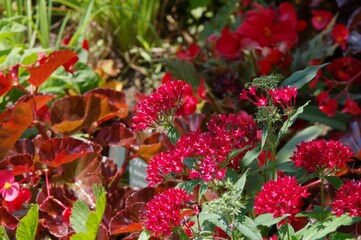 ペンタスの花
