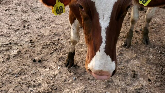 A close up face portrait footage of a simmental cattle with an ear tag in a local pasture. The cow comes close to the camera and details of its brown white fur pattern, eyes, nose and flies are seen.