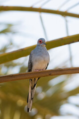 Red diamond dove