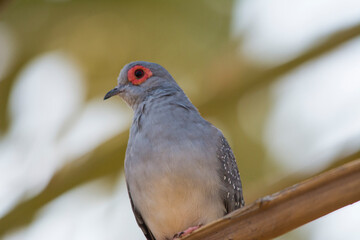 Red diamond dove
