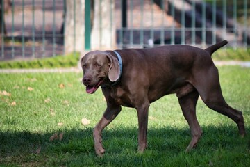 portrait of a weimaraner dog