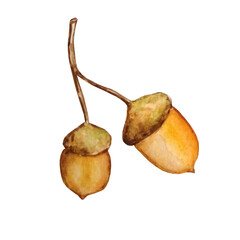 watercolor autumn harvest two acorns