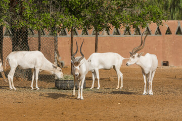 white antelope