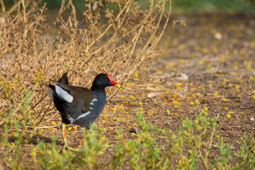 Common moorhen bird