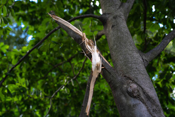 Broken tree branches after storm