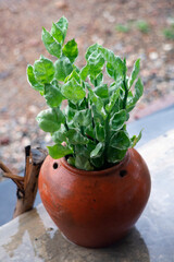 Small plants in terracotta pots for garden decoration.