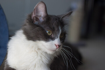 Portrait of a surprised Domestic medium hair cat lying and relaxing on cat tower. Blurred background. Relaxed domestic cat at home, indoor