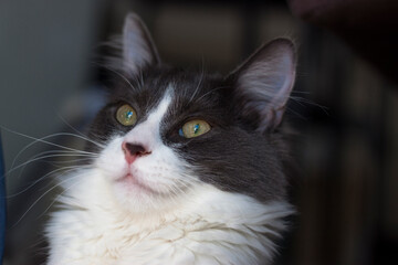 Portrait of a surprised Domestic medium hair cat lying and relaxing on cat tower. Blurred background. Relaxed domestic cat at home, indoor