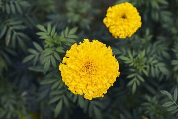 marigold is a beautiful yellow flowers