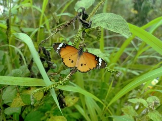 butterfly on a flower
