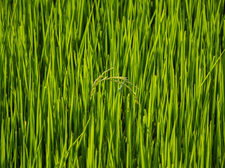 Rice fields in the morning Refreshing