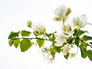 branch with white flowers