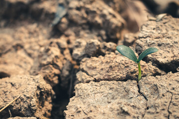 Growth of trees in drought crisis, Living with tree drought.