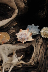 Conch Shell, Seashells 