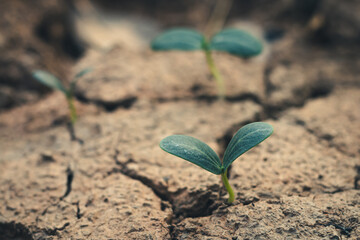 Growth of trees in drought crisis, Living with tree drought.