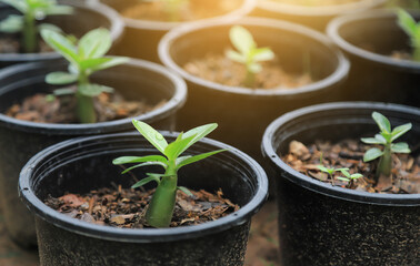growing young sprout tree of Adenium in farm 