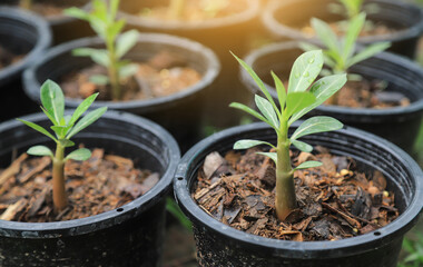growing young sprout tree of Adenium in farm 
