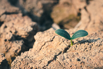 Growth of trees in drought crisis, Living with tree drought.